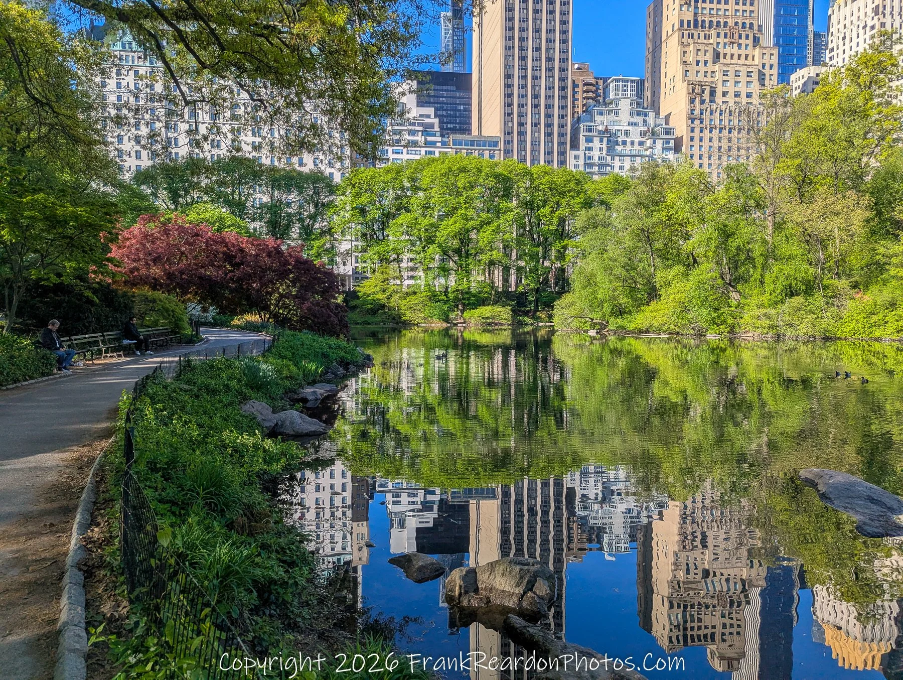 "Central Park Lake: Spring Reflections”