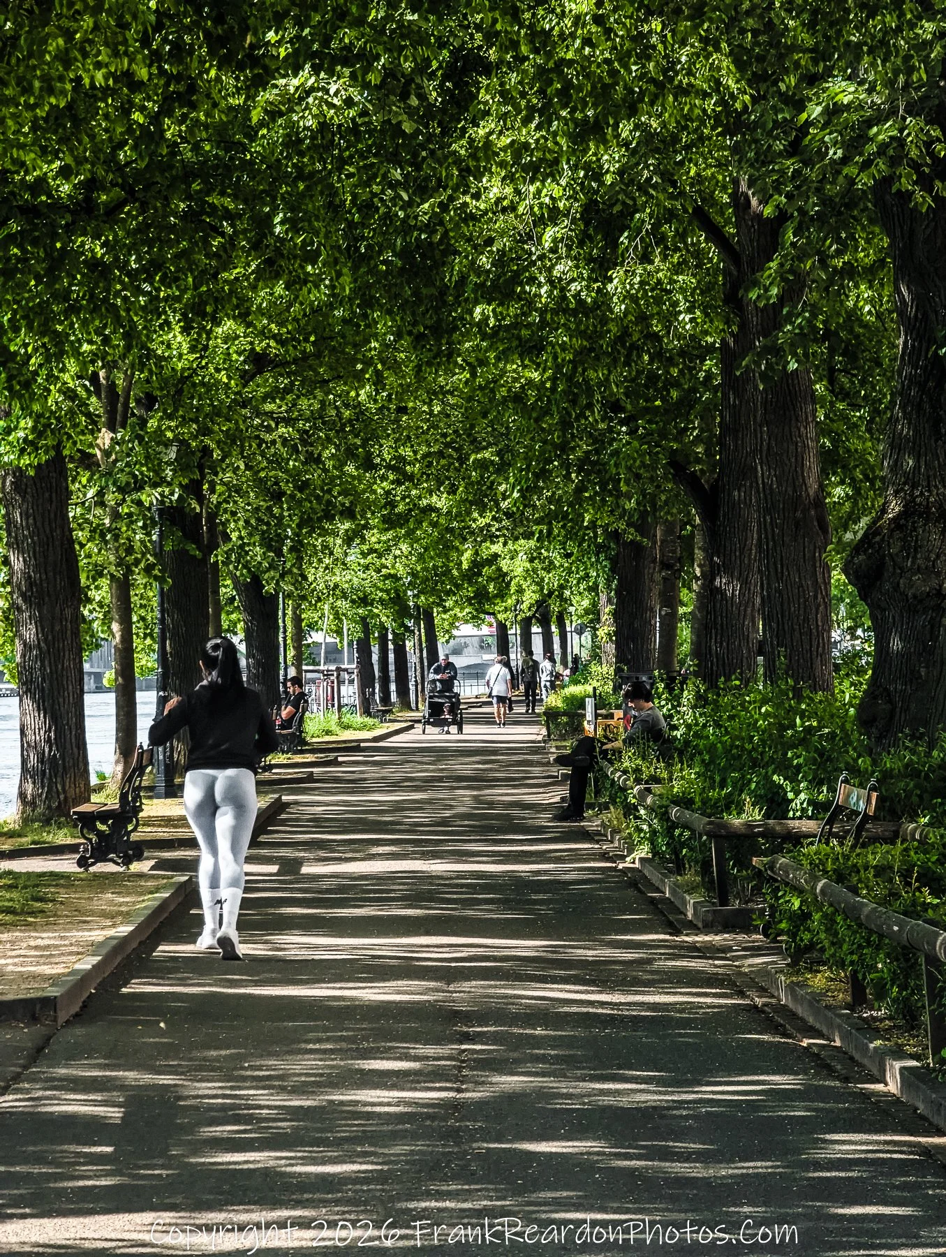 “Green Corridor” A tunnel of trees shelters joggers and strollers, a living artery of Basel’s urban calm.