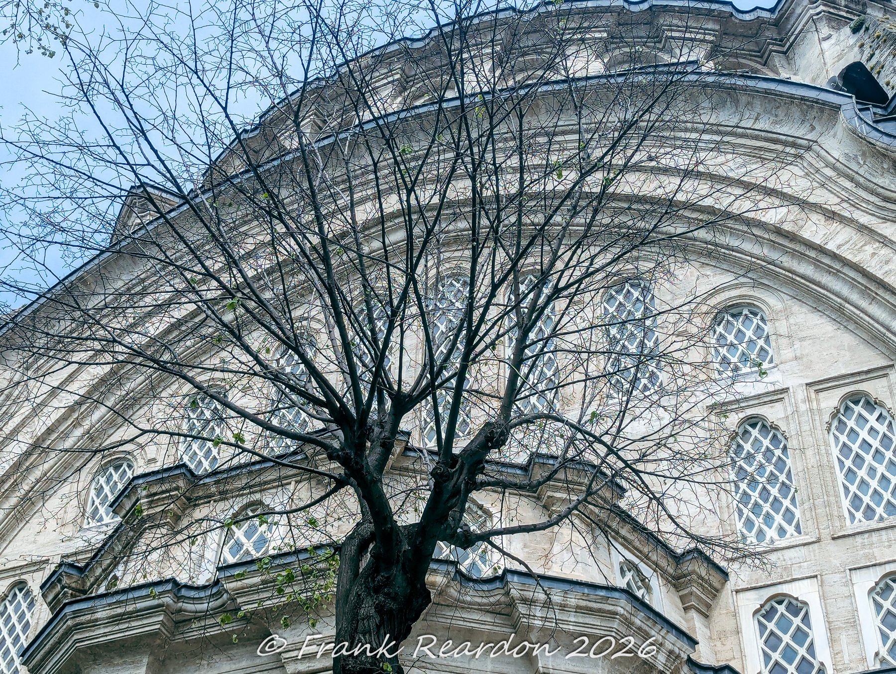 A low-angle shot framing the baroque stone facade and arched windows of the Nuruosmaniye Mosque through the branches of a foreground tree.