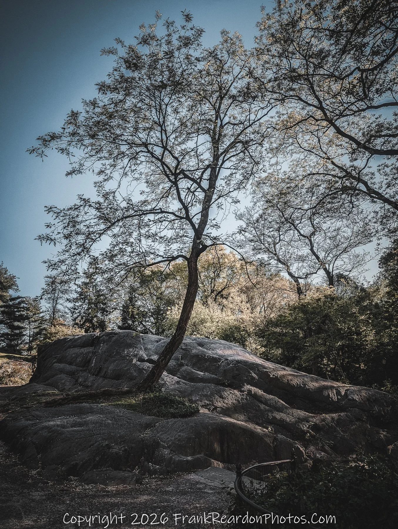 “Rock and Canopy: Quiet Corners of the Park”