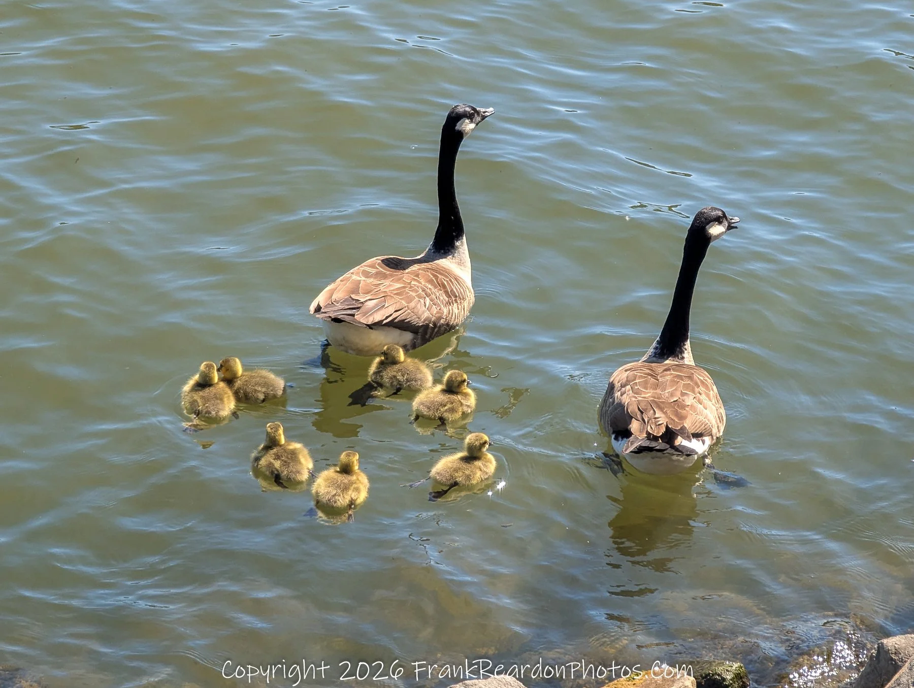 Canada Geese Family on the River
“Quiet Moments on the Main”