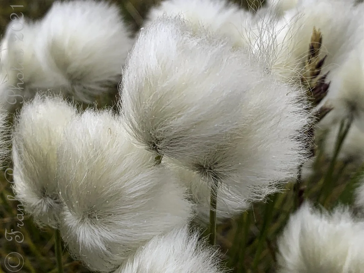 Arctic Cotton (eriophorum)