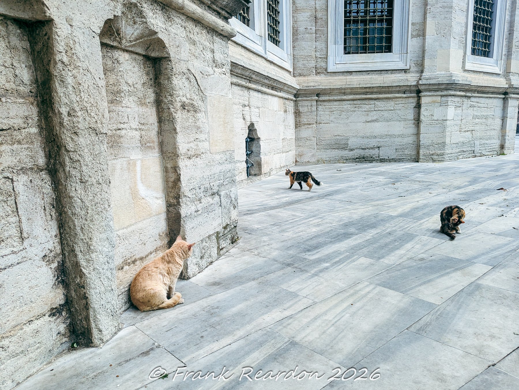 A charming street scene capturing several stray cats lounging and walking on the traditional marble stone courtyard outside the Nuruosmaniye Mosque.