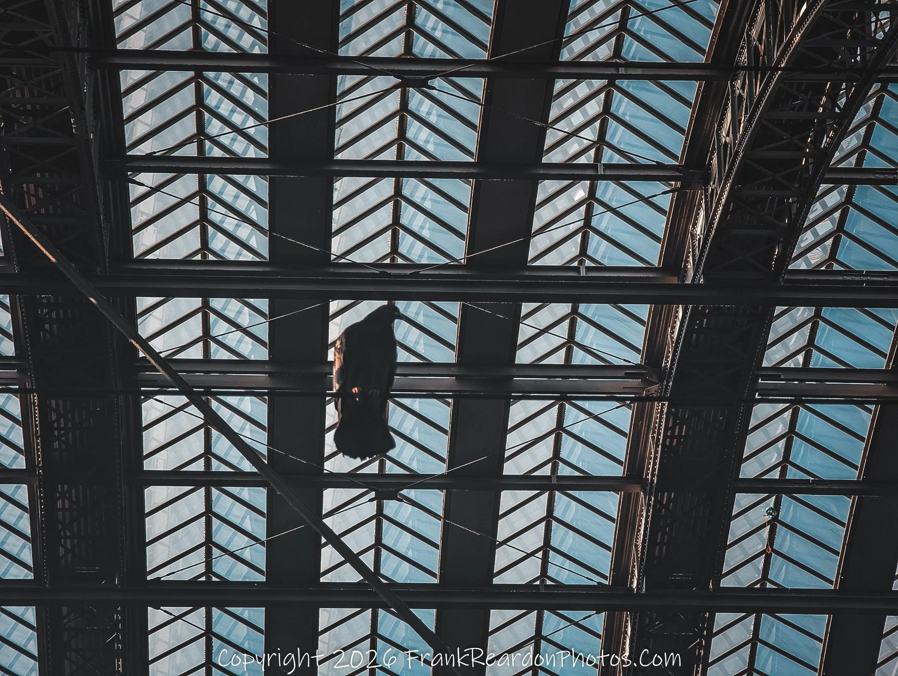 Pigeon Perched in the Station Rafters.
Silhouette in the Steelwork