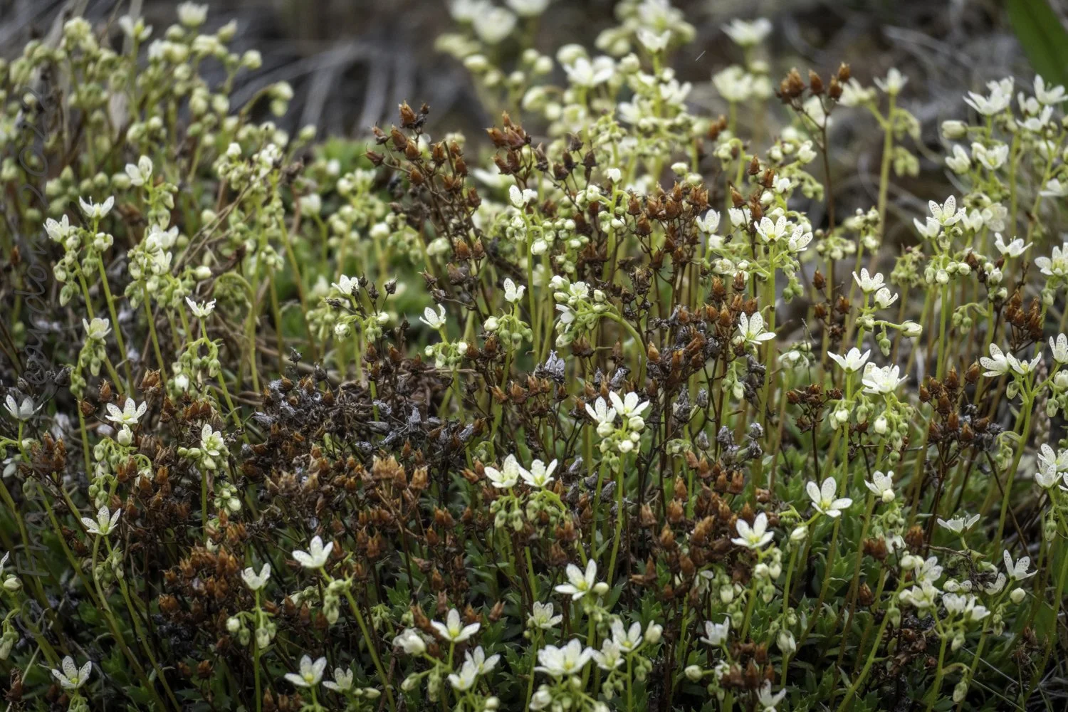 Alpine Chickweed, Mouse-ear Chickweed (Cerastium Alpinum)