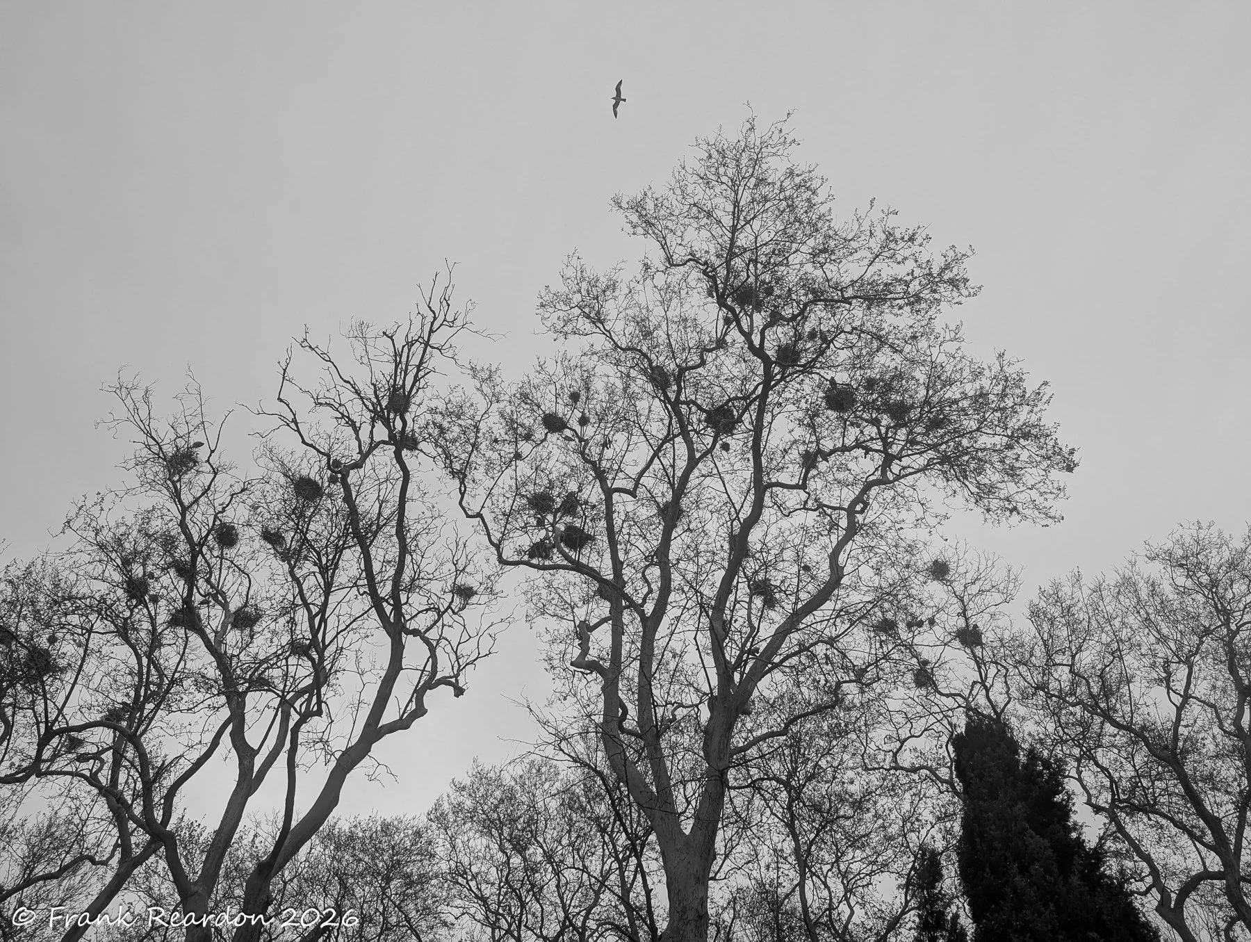 A black and white photograph of bare tree branches against a stark, overcast sky, heavily populated with numerous large bird nests.