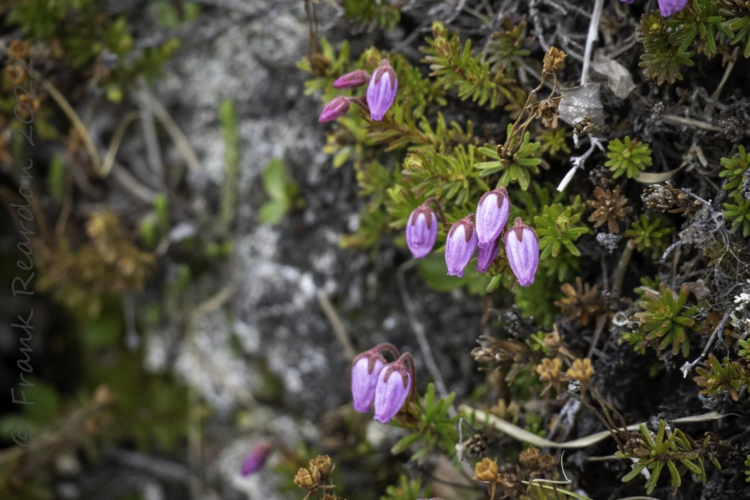 Bog Rosemary (Andromeda Polifolia)
