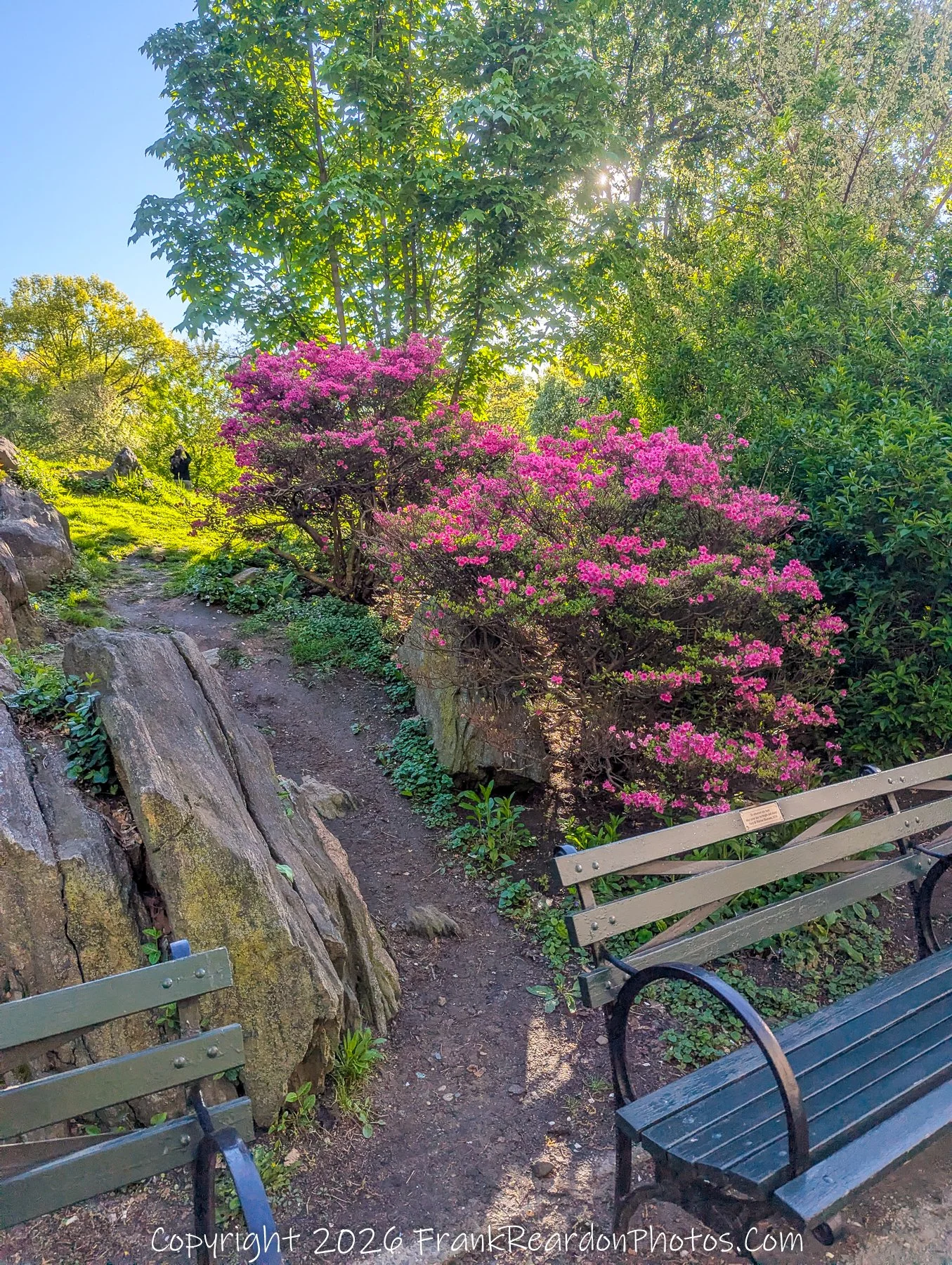 “Spring Pathways in Bloom”