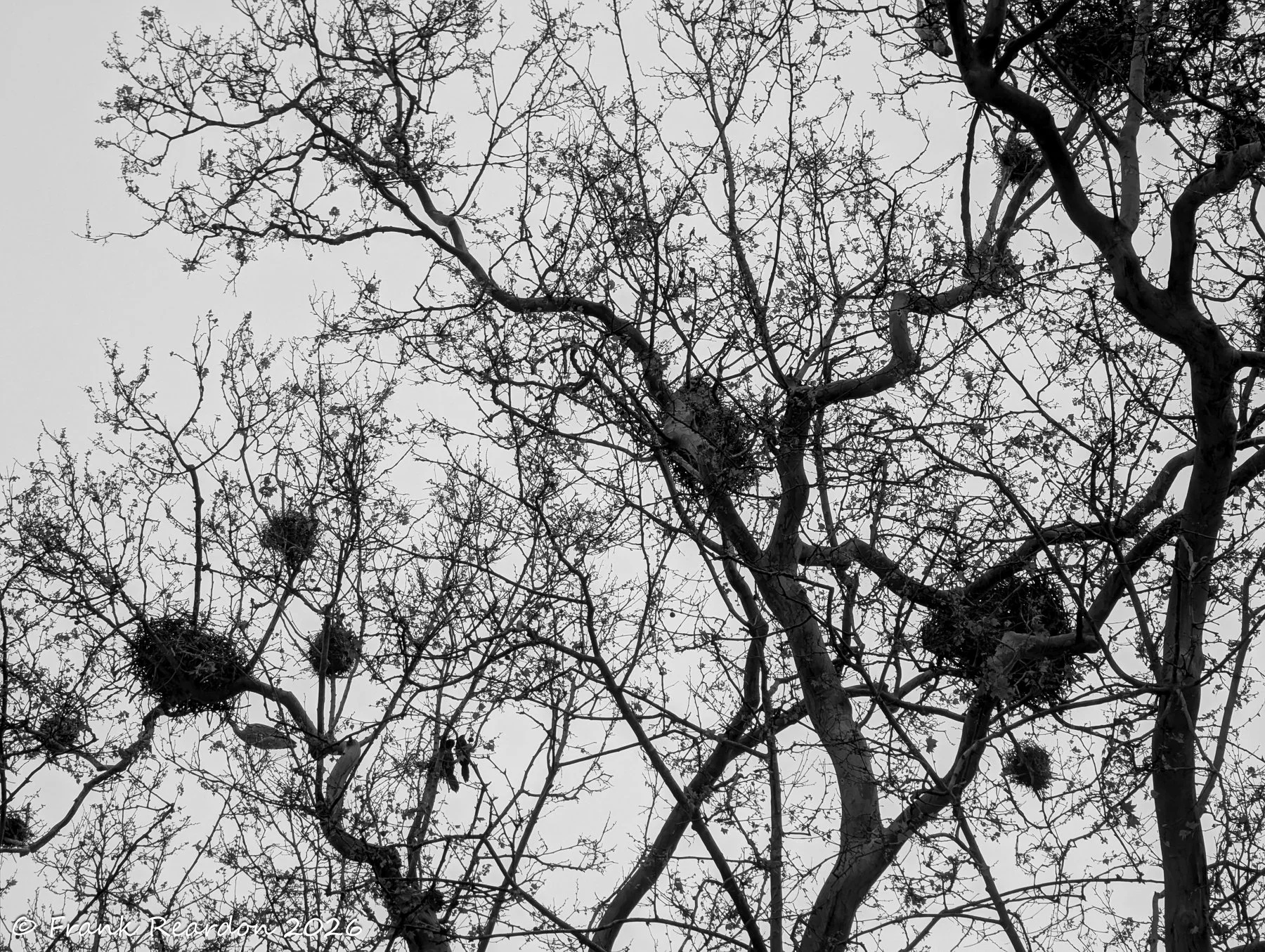 A close-up, high-contrast monochrome shot of intricate bird nests nestled within the fine network of a tree's winter branches.