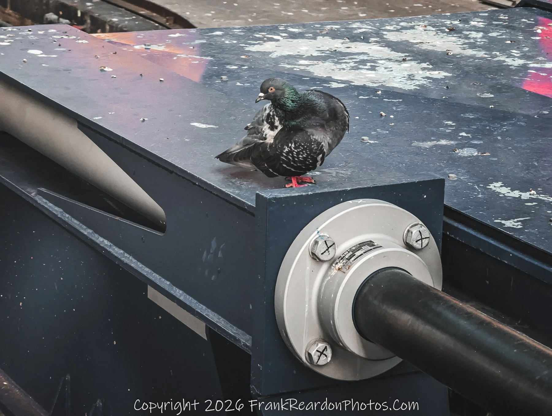 Pigeon Resting on Railway Equipment.
Industrial Perch