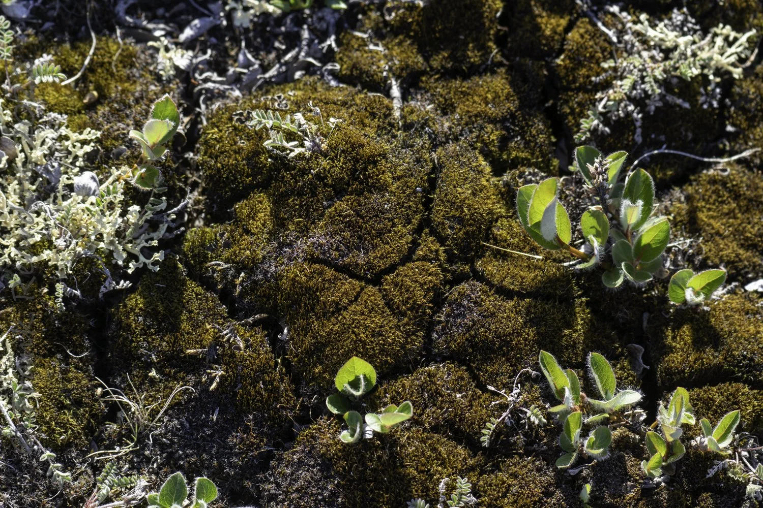 ArcticStock.FRR08862FRANK REARDON6000 x 4000.jpg