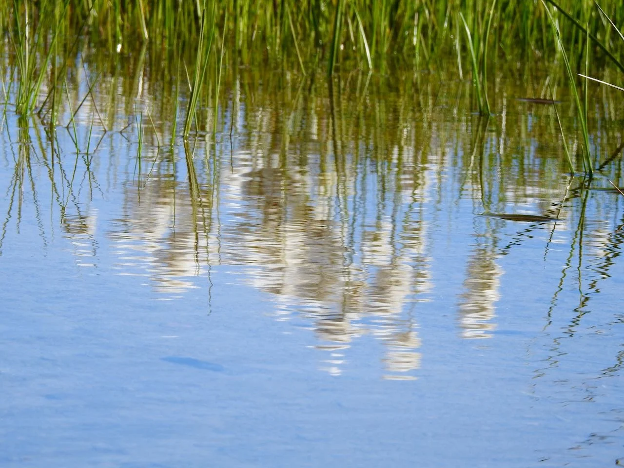 Reflection of Arctic Cotton (eriophorum)
