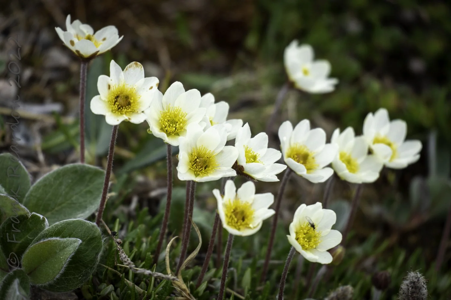 Mountain Aven (dryas octopetala) 
