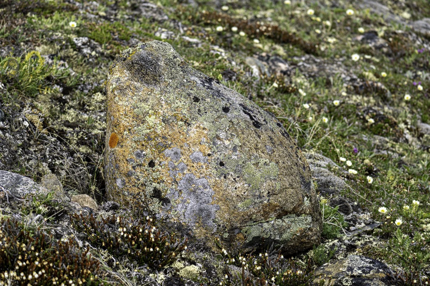ArcticStock.FRR08986FRANK REARDON6000 x 4000.jpg
