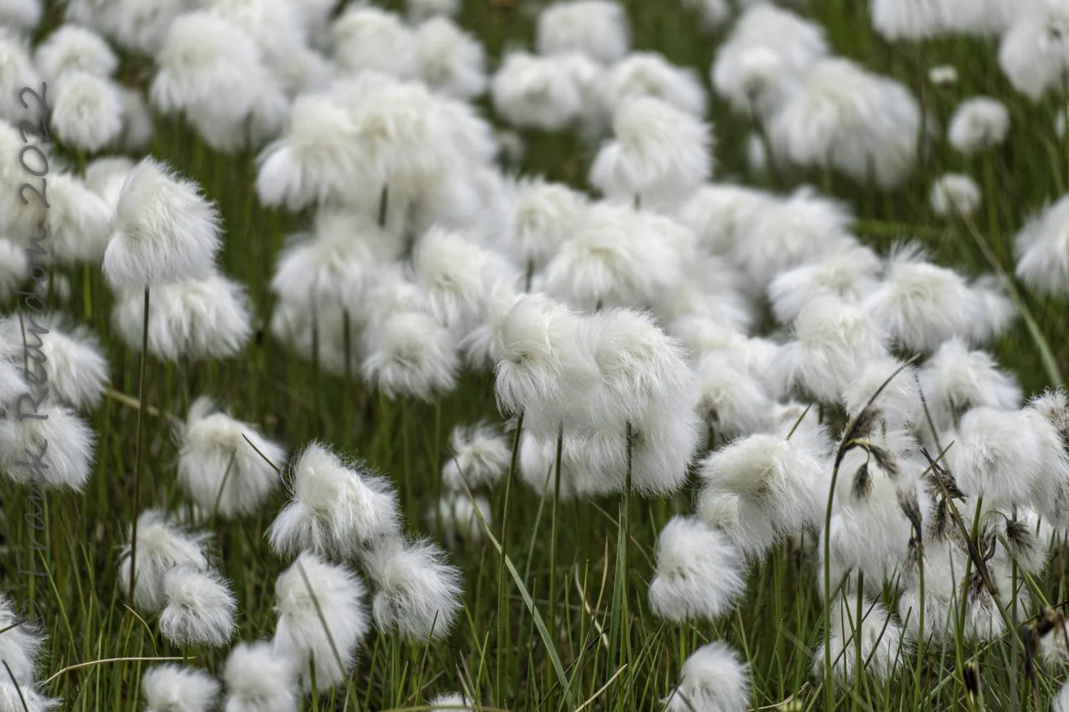 Arctic Cotton (eriophorum)