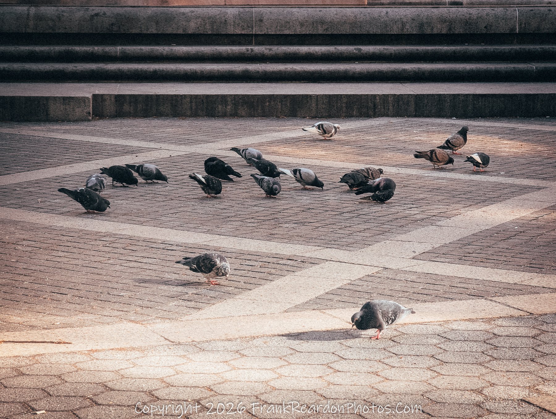 "Pigeons at Rest: Geometry of the Square”