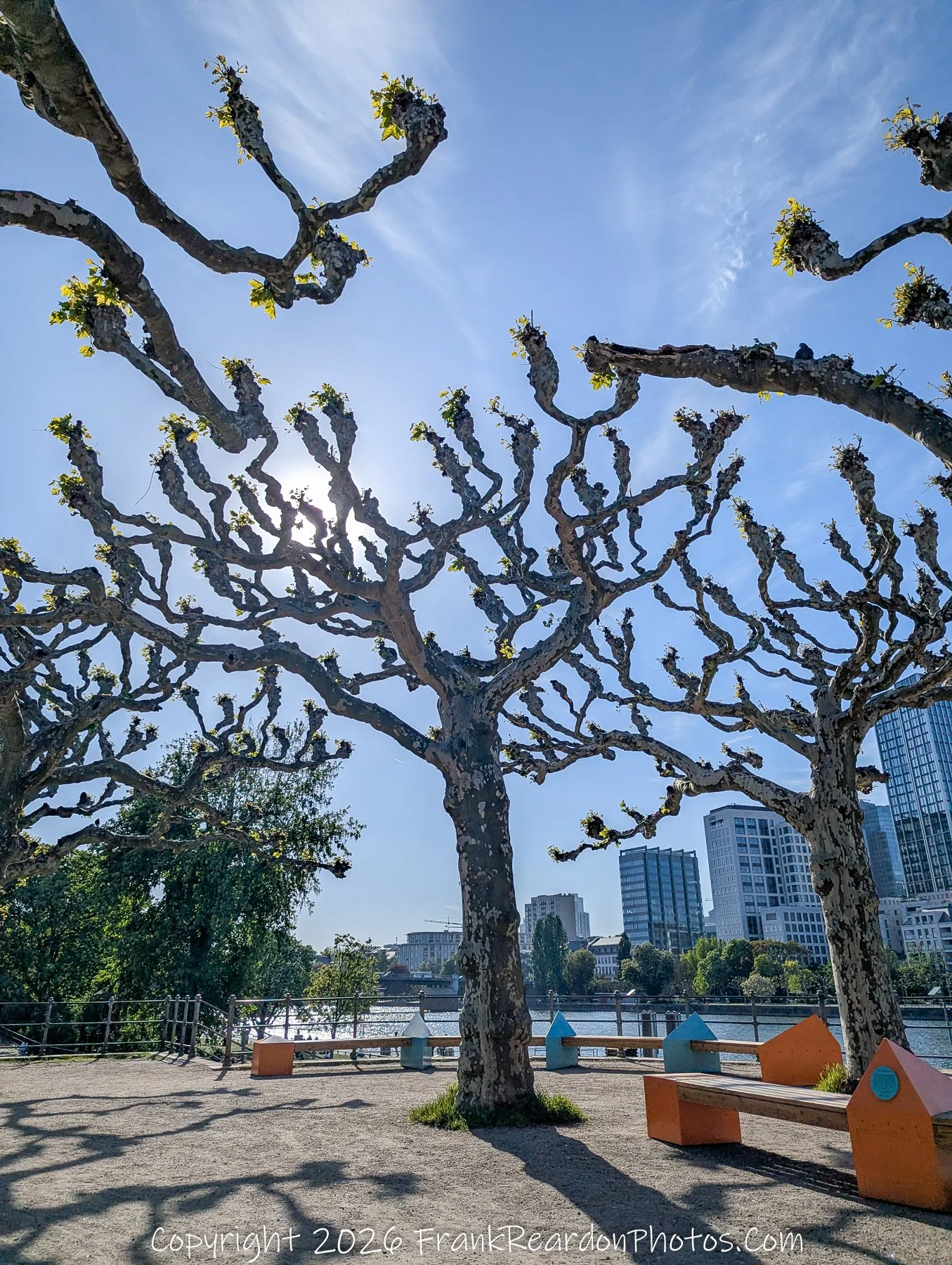 Tree Canopy Against the Sky with City Skyline
“Reaching Up – Branches Against the Skyline”