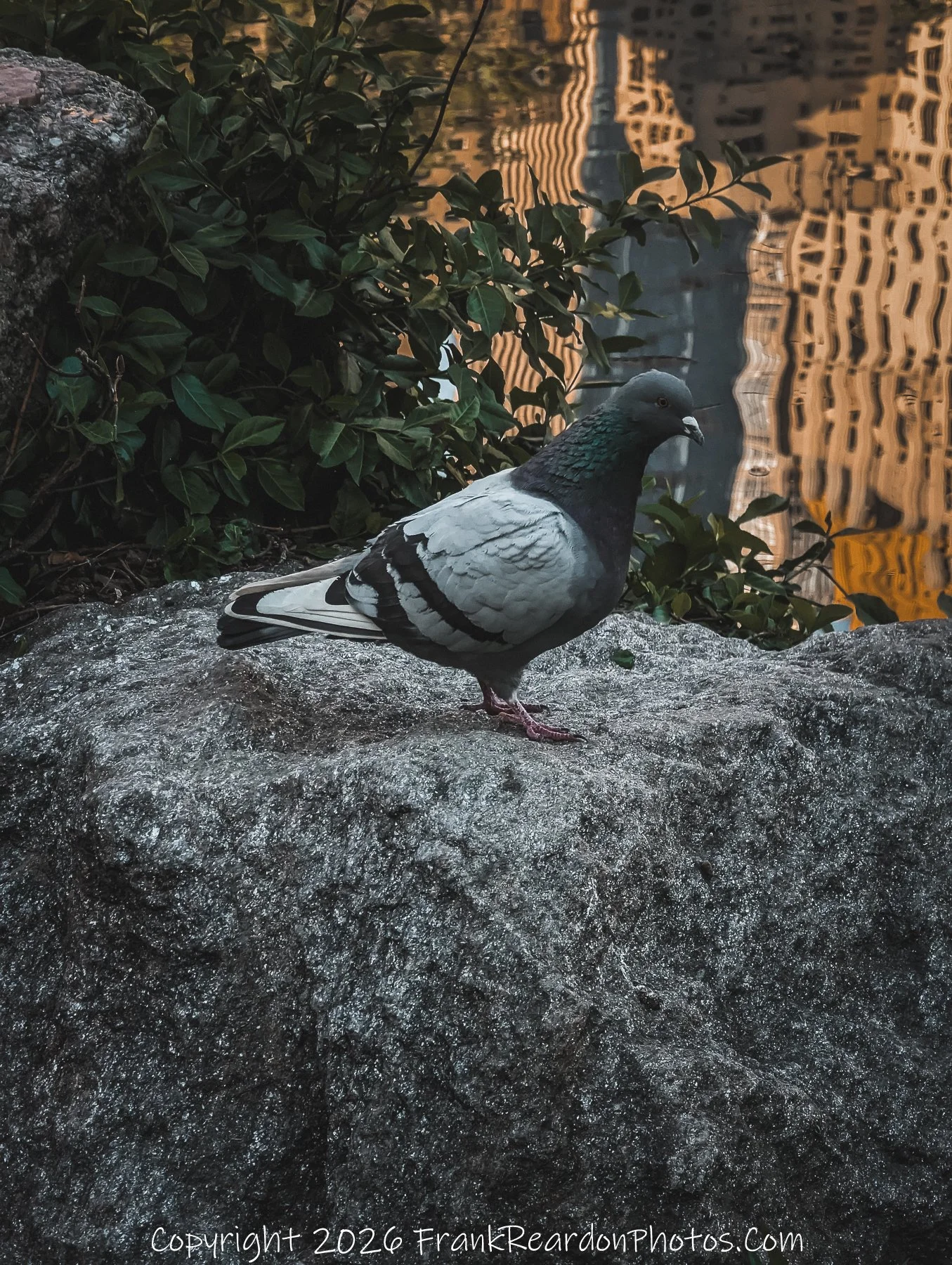 “Reflected City: A Pigeon at the Edge”