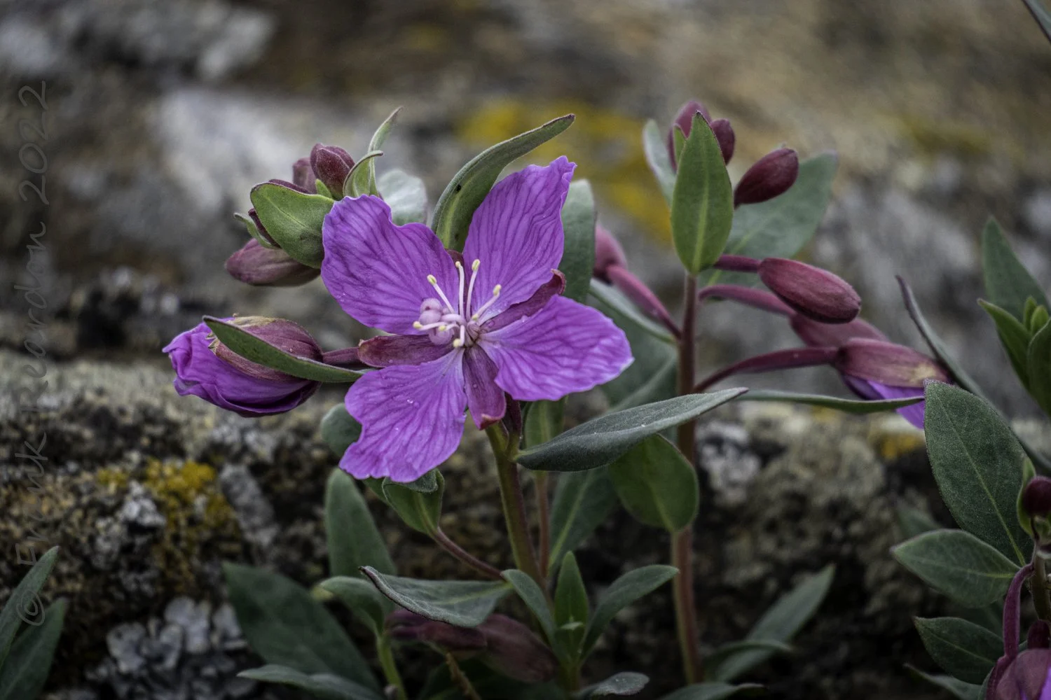 Arctic Fireweed (chamerion latifolium)