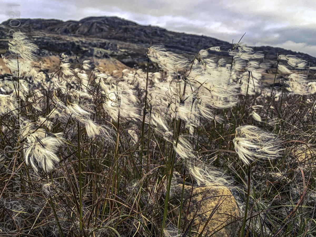 Arctic Cotton Grass (eriophorum)