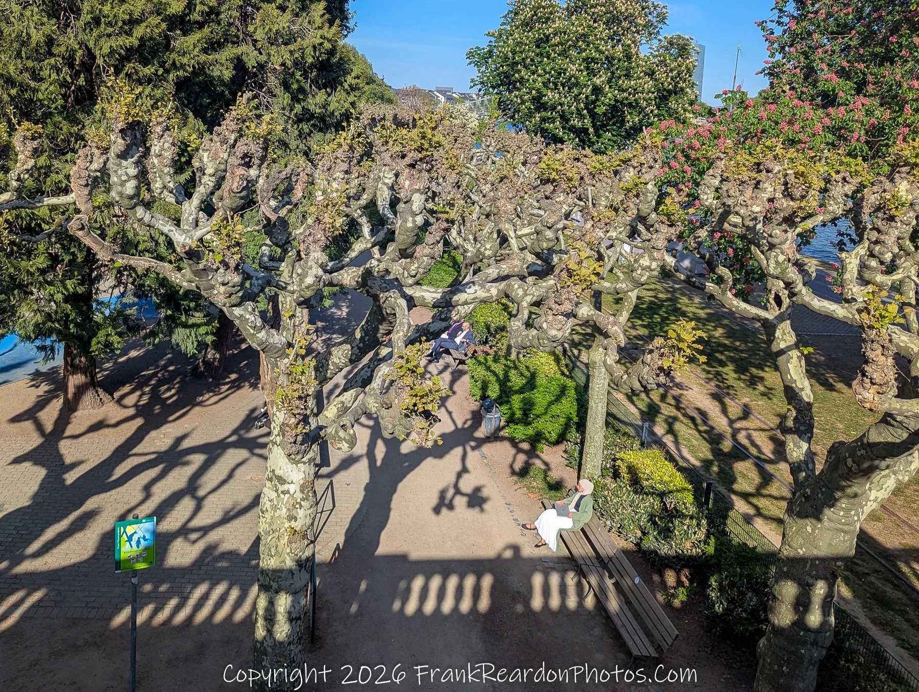 Tree Canopy and Riverside Walkway with Benches
“Under the Canopy – Quiet Moments by the Main”