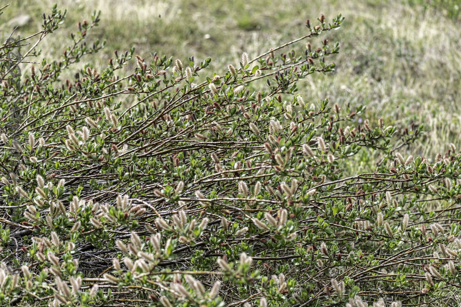 Arctic Willow (salix arctica)