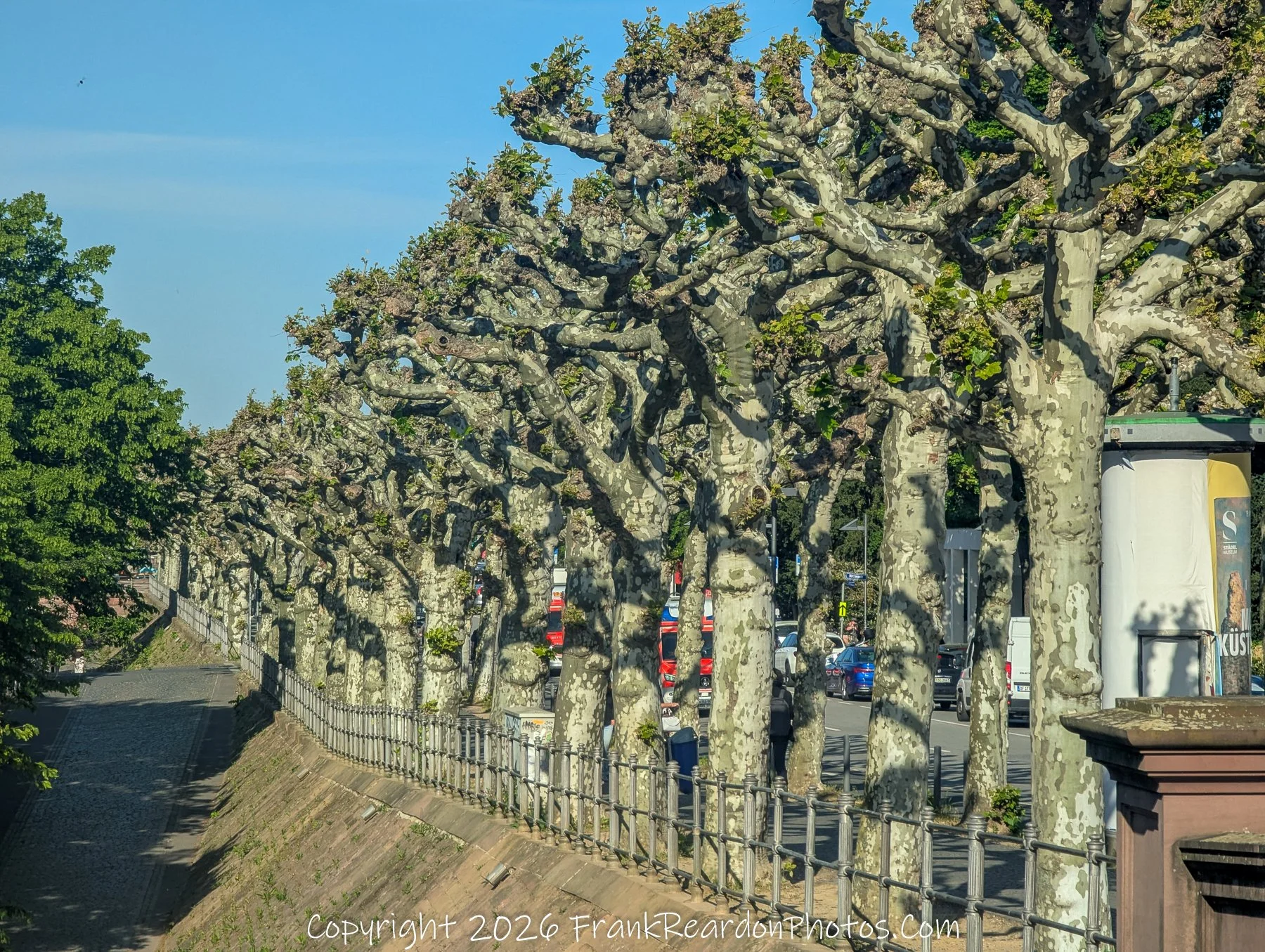 Riverside Path with Sculpted Plane Trees
“Living Sculpture – Trees Along the Main”