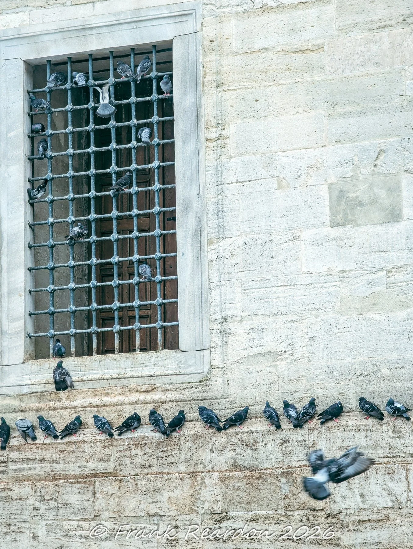 Pigeons perched along the heavy metal window grating and stone ledges of a historic building exterior.