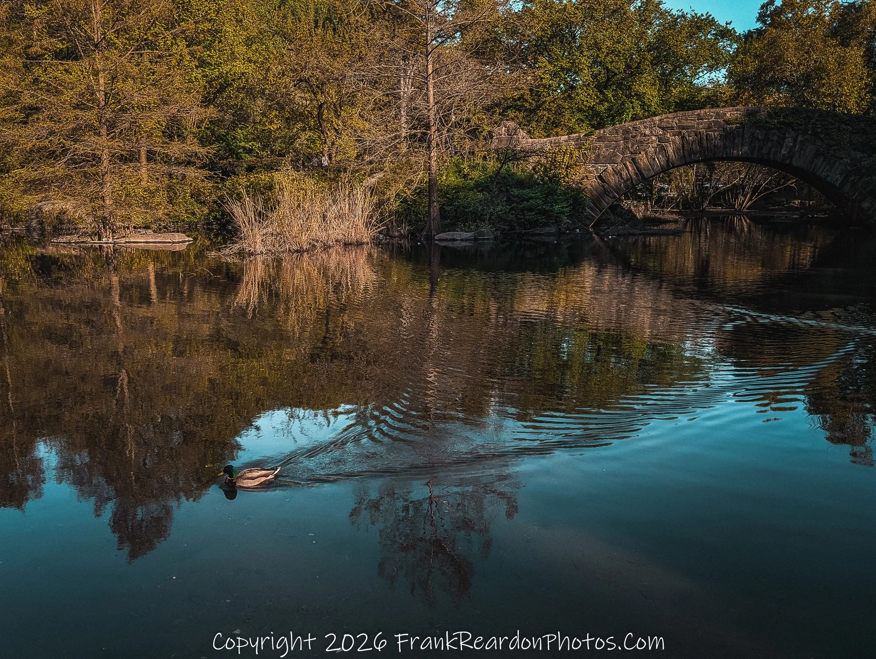 “Bow Bridge Reflections with a Passing Mallard”