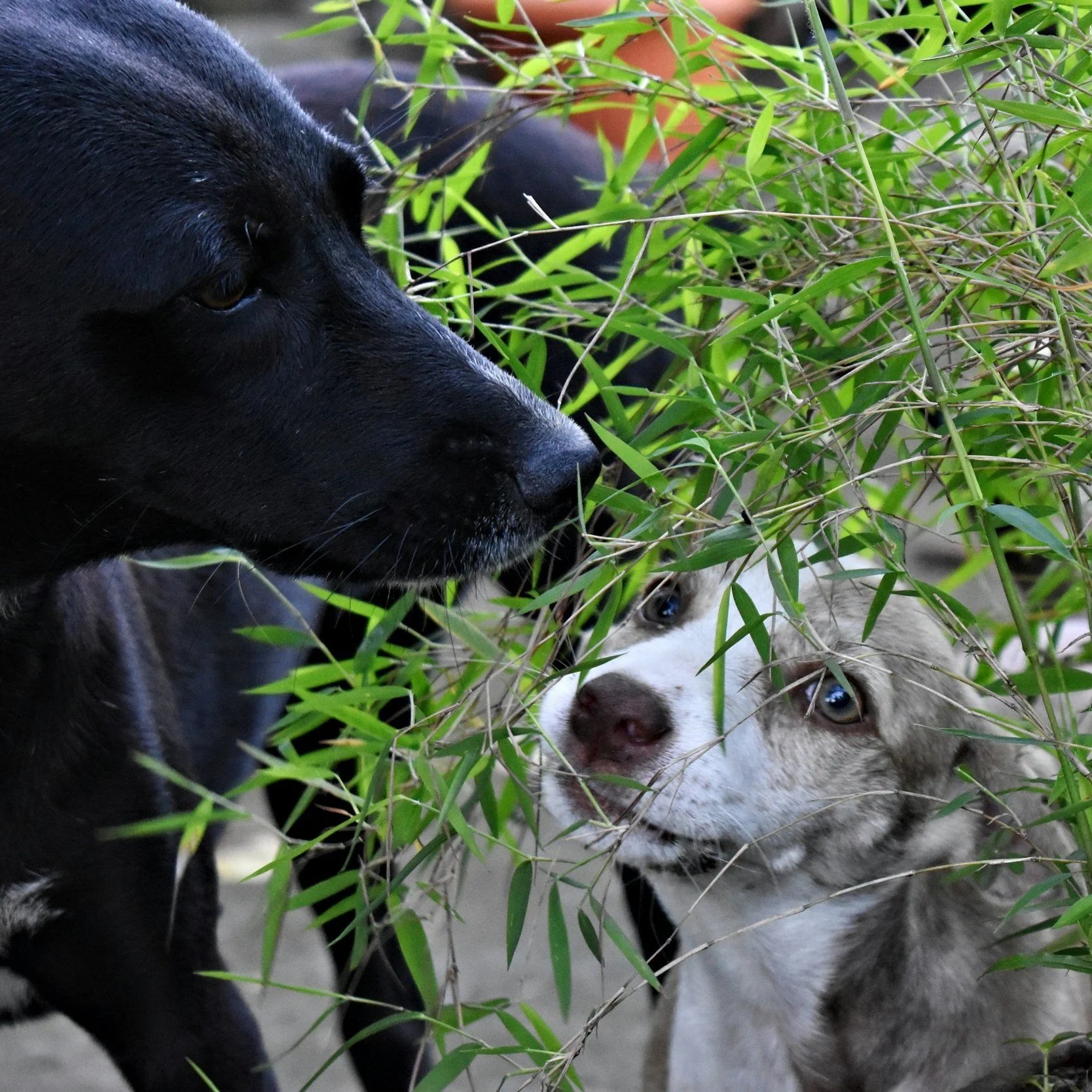 The Ultimate Guide to Keeping a Clean Home With Kids and Pets in Flagstaff