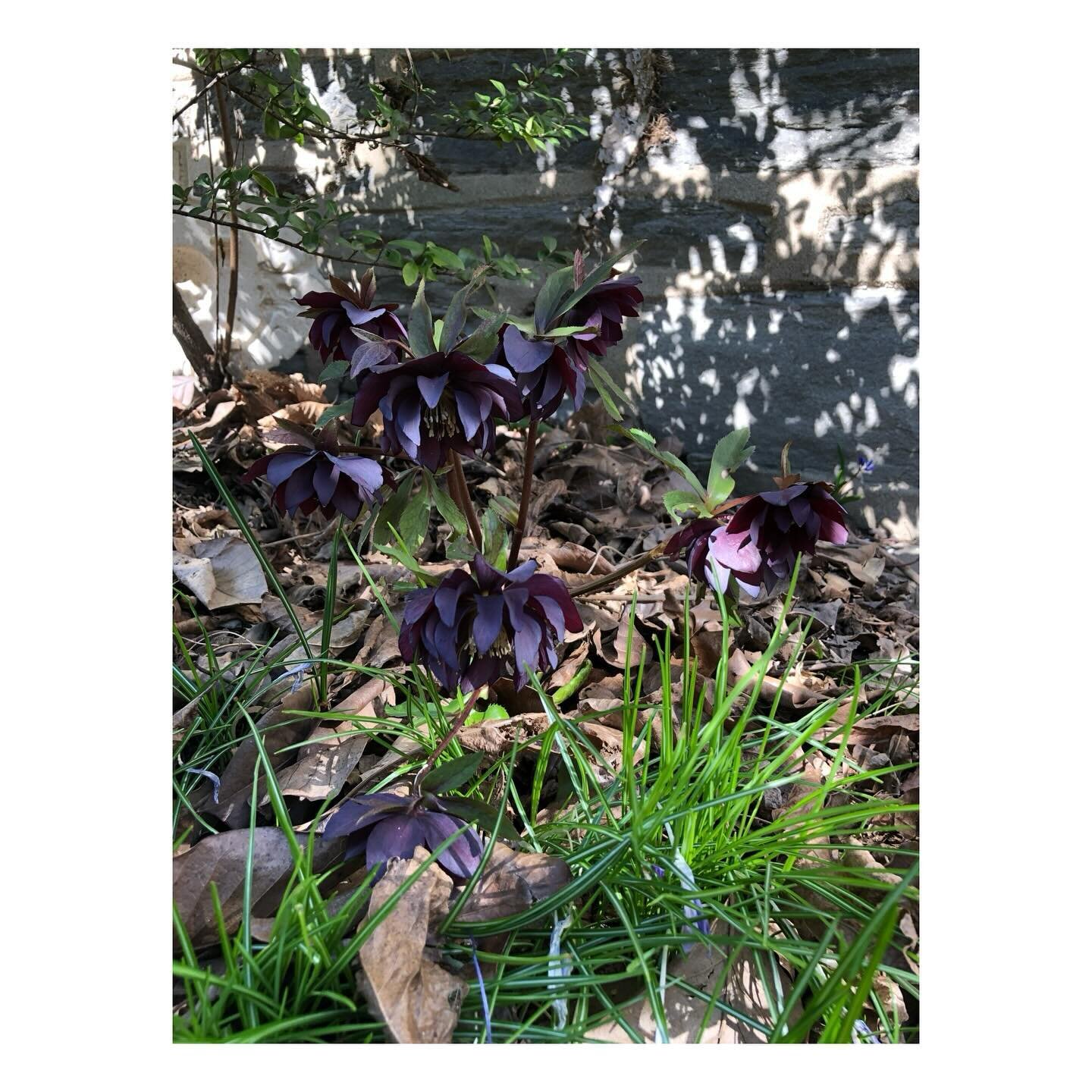 We plant mostly native species to maximize ecological impact and a sense of place, but Hellebores are indispensable. They&rsquo;re easy, evergreen doers, requiring only one cut-back in Nov/Dec. Amazing variety. Great companions for early spring bulbs