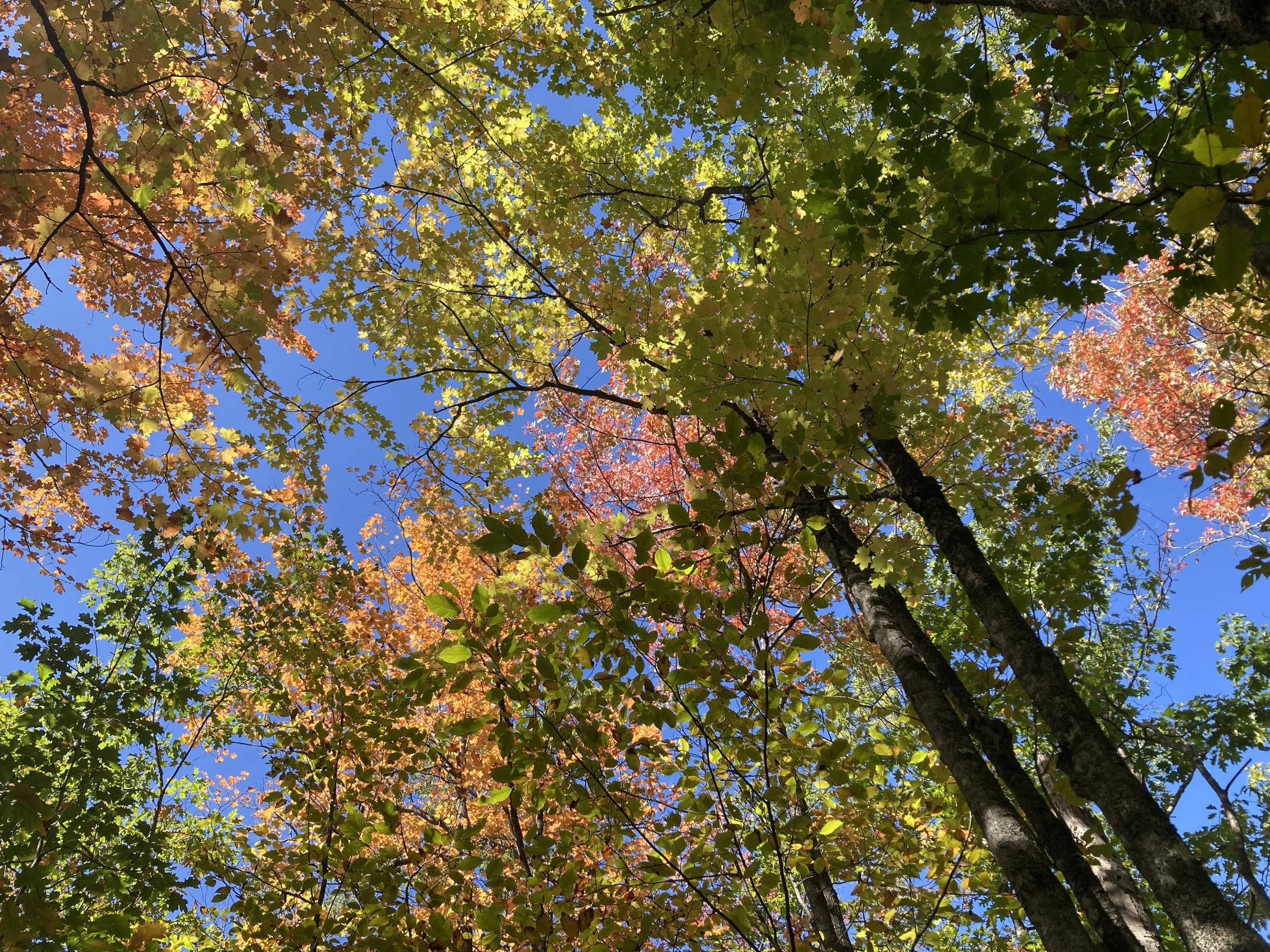 Toward a Relational Ecosomatics