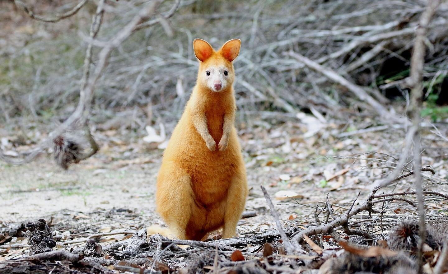 Behold the beauty of the Golden Swamp Wallaby! 🦘✨ (no, this is not photoshopped!)

This enchanting marsupial, with its stunning golden fur, is a true symbol of Australia's unique wildlife. 

Wallaby proudly donates 10% of profits from every can to h