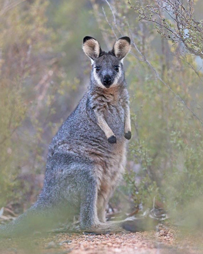 Meet the black-gloved Wallaby 👋🏼 

A species of wallaby found in the southwest coastal region of Western Australia. This wallaby's main threat is predation by the introduced red fox and feral cats; the population is believed to be stable or increas