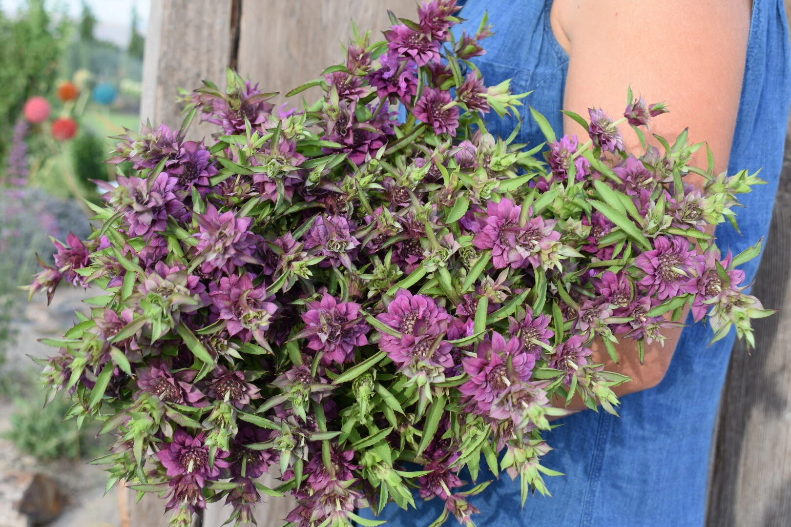 beebalm.JPG