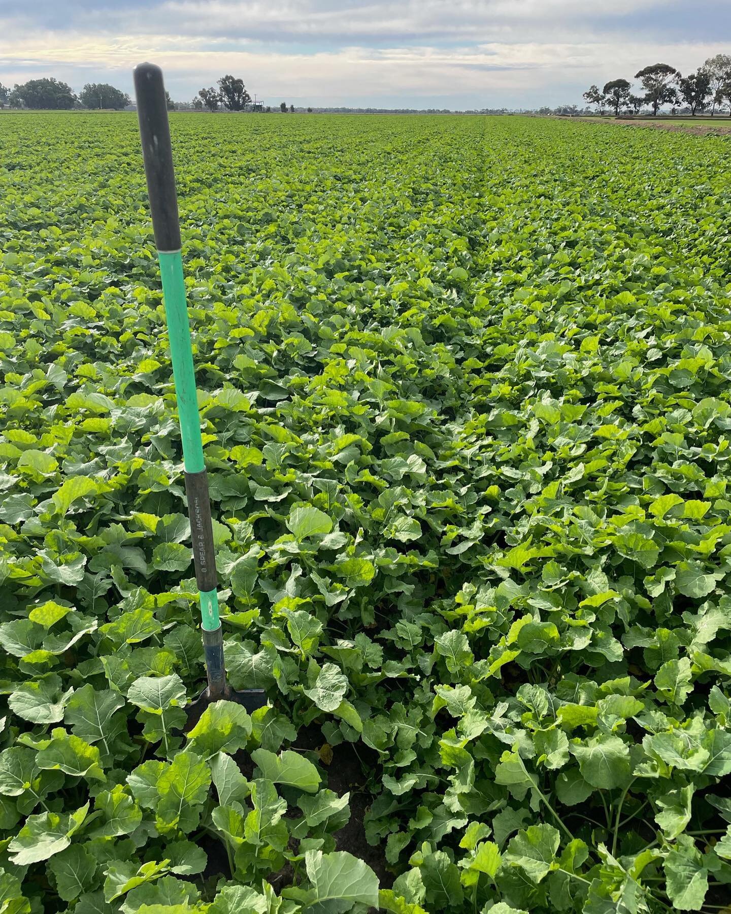 Canola and Wheat hitting key reproductive phases 🌱🙌🏻

#terraag #local #farming #agriculture #agribusiness #griffithnsw #riverina #riverinafarmers #aussieoutback #farminglife #aussiefarmers #thankafarmer #riverinaagriculture #ausag #farminglife