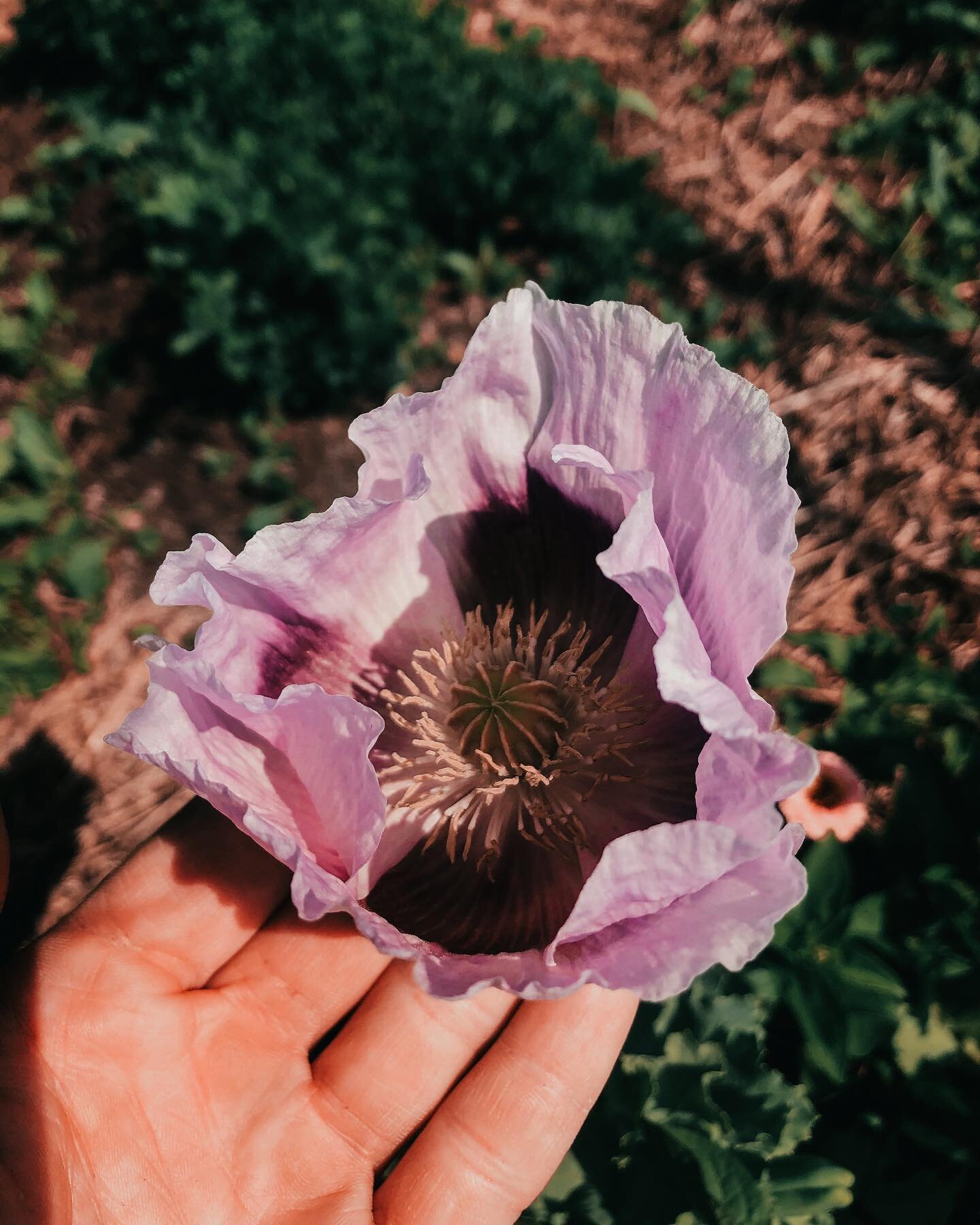 papaver somniferum - a plant medicine I am all too familiar with at least in its synthetic forms not so much in plant form. 

I will admit there is some fear I hold surrounding growing this powerful plant medicine. 

A fear I&rsquo;m letting go of as