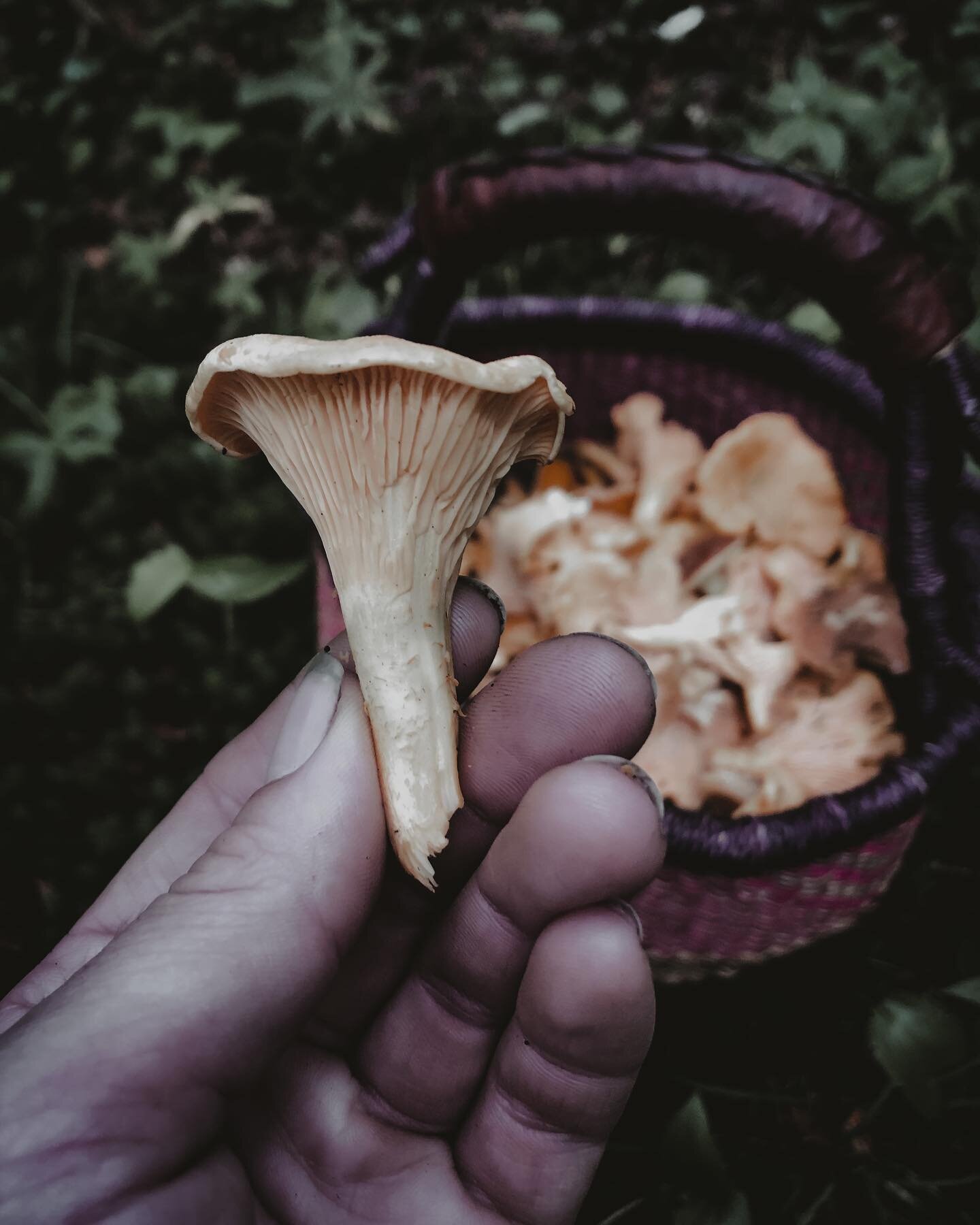 The forest floor is coming alive 🍄 #mushroomlove #chanterelles #ghostpipe #foraging #wildfoodlove