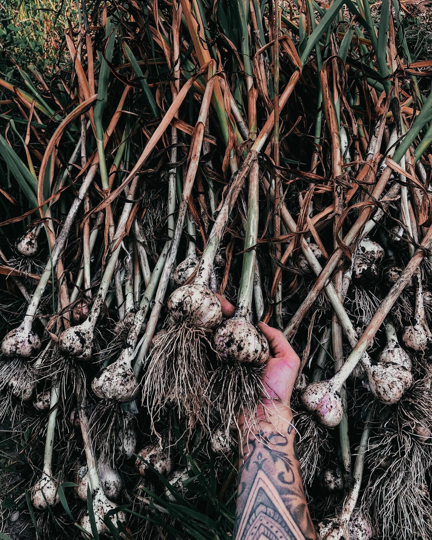 Harvesting bulb &amp; seed 🧄  the start of the changing of seasons 🍂 

Harvested over 200 bulbs of garlic today. Super happy with this years harvest due to even bigger bulbs &amp; cloves than last year.

I am growing a variety called &ldquo;big boy