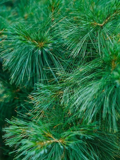 white pine.jpeg