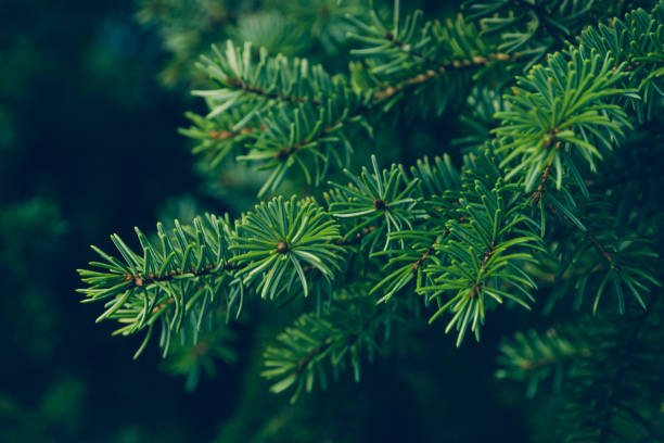 istockphoto-1029686390-612x612.jpeg