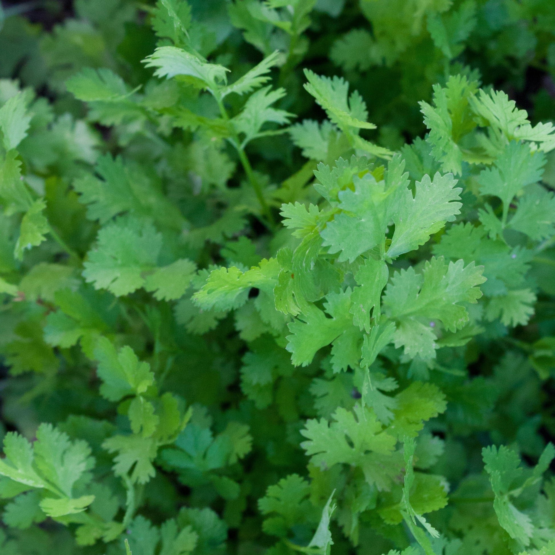 Herb_Cilantro_Calypso_UBC_44fdd4af-7a2e-452d-9157-55dbea8a6b4d.jpeg