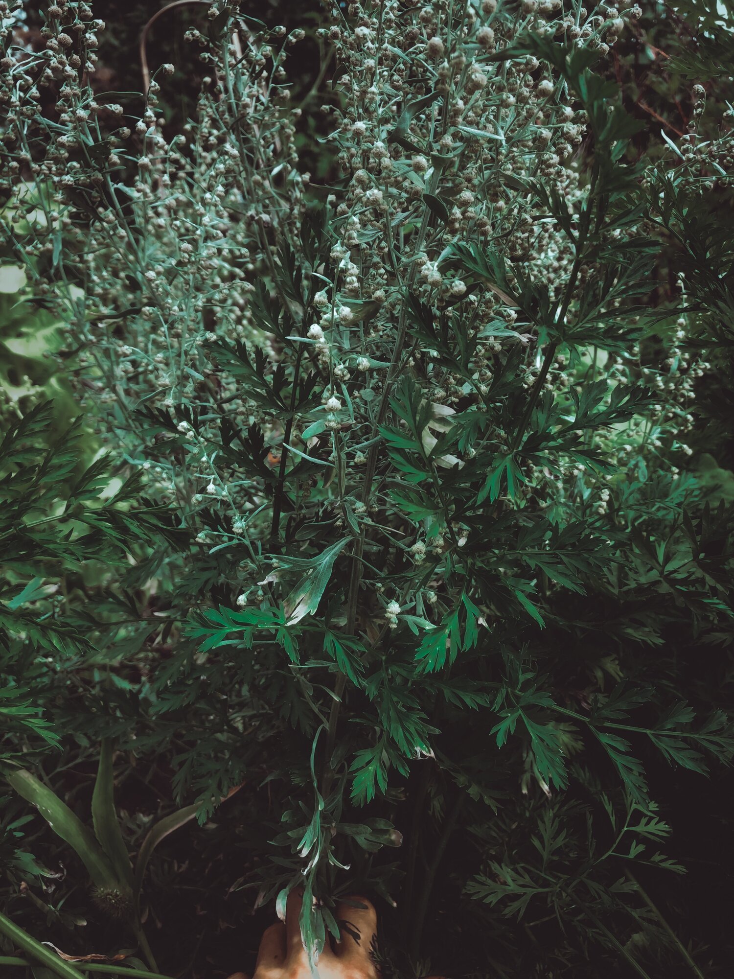 1F69DDA2-8F7A-4E2A-B9FA-329280AE2243.jpeg
