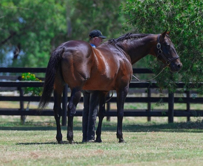 Victoria plays big in Australian Sire Awards 2025