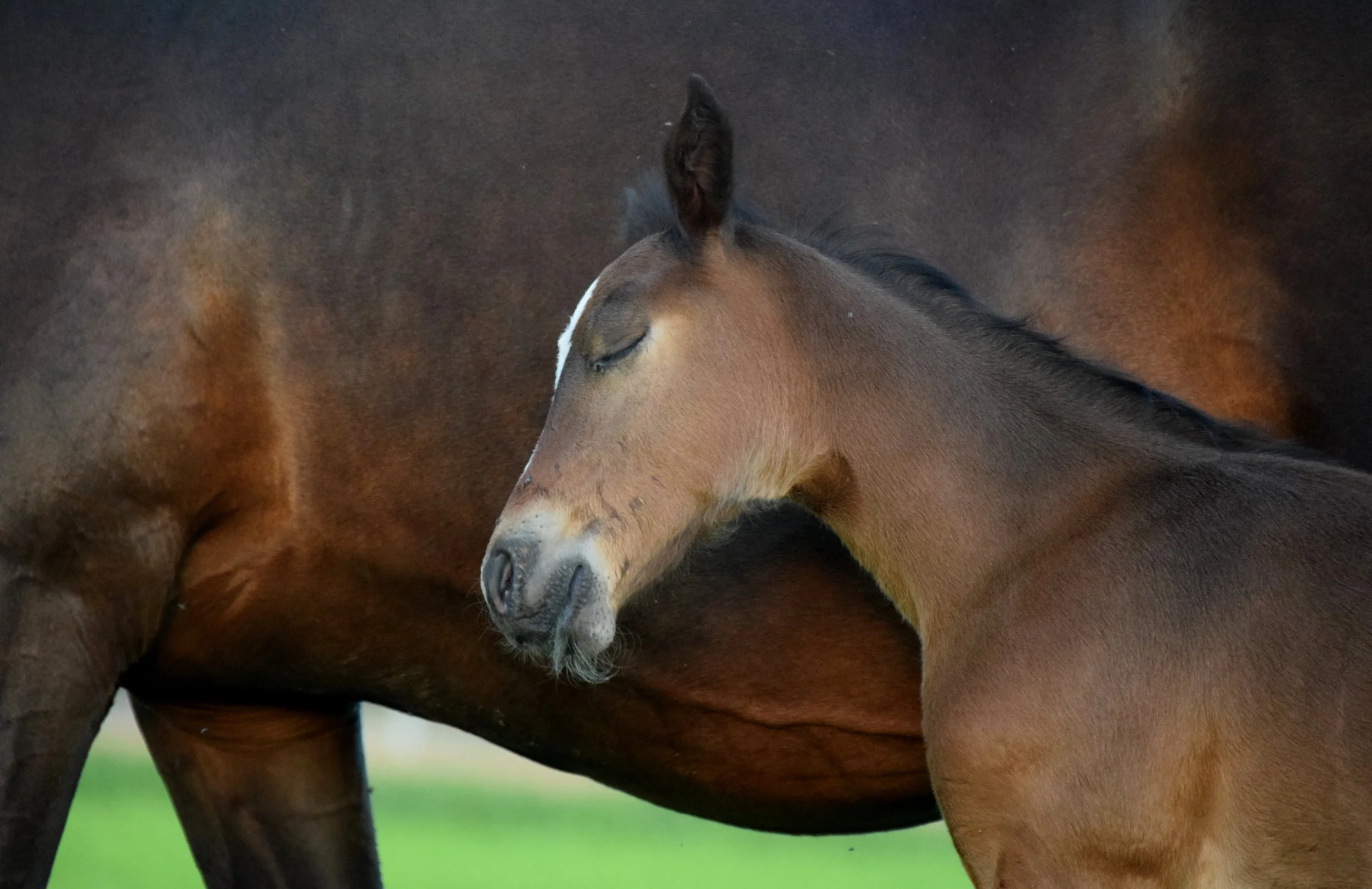 Foal Quest 2026 is here!