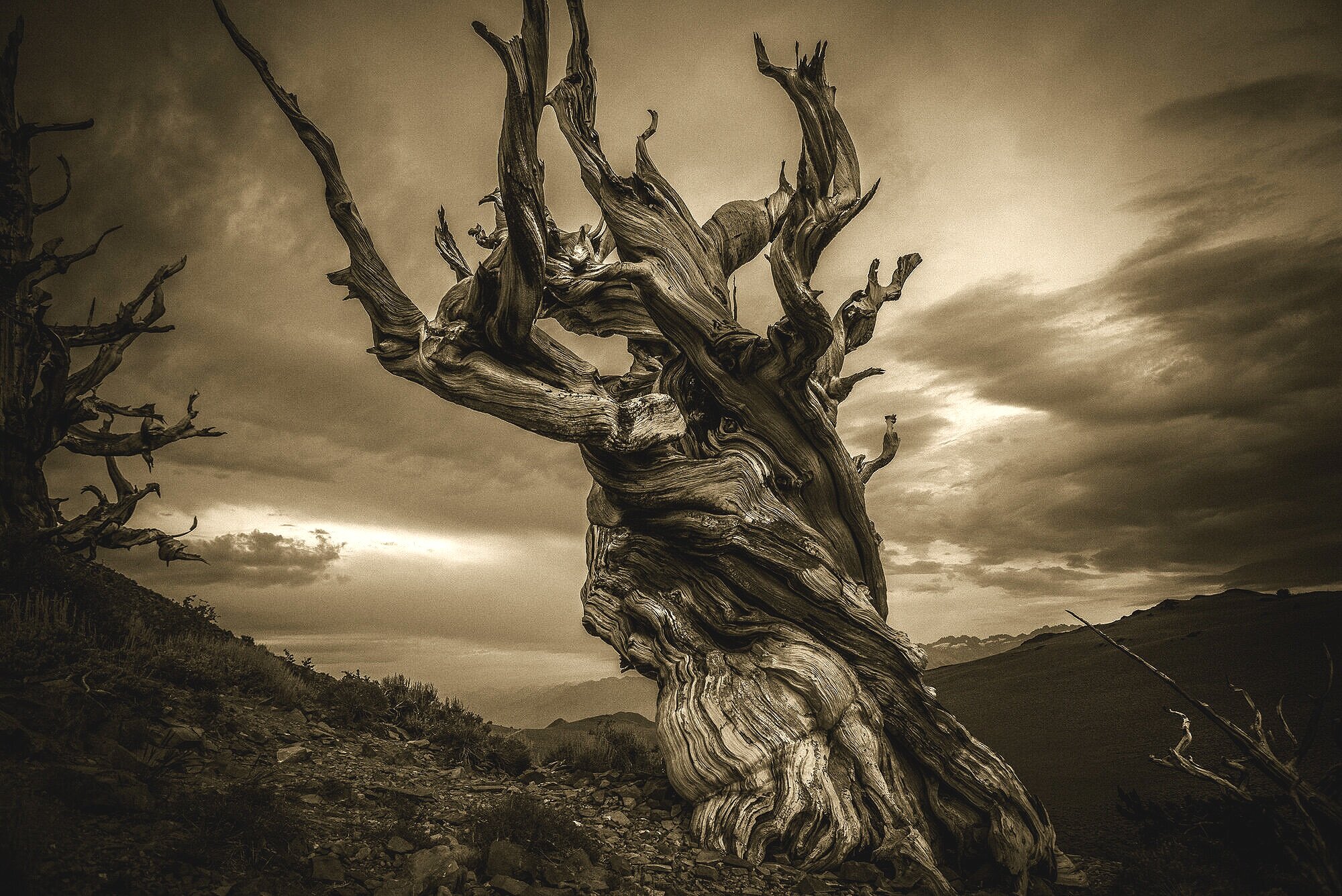 Ancient Bristlecone Pines