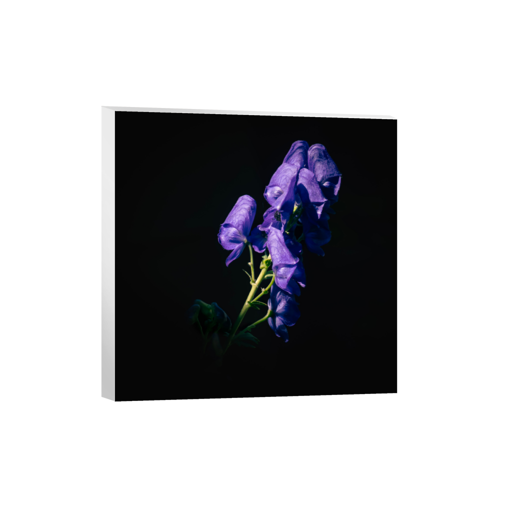 ptq_7_0_116_0_3404_3404_0_false_ffffff_0_0_.png