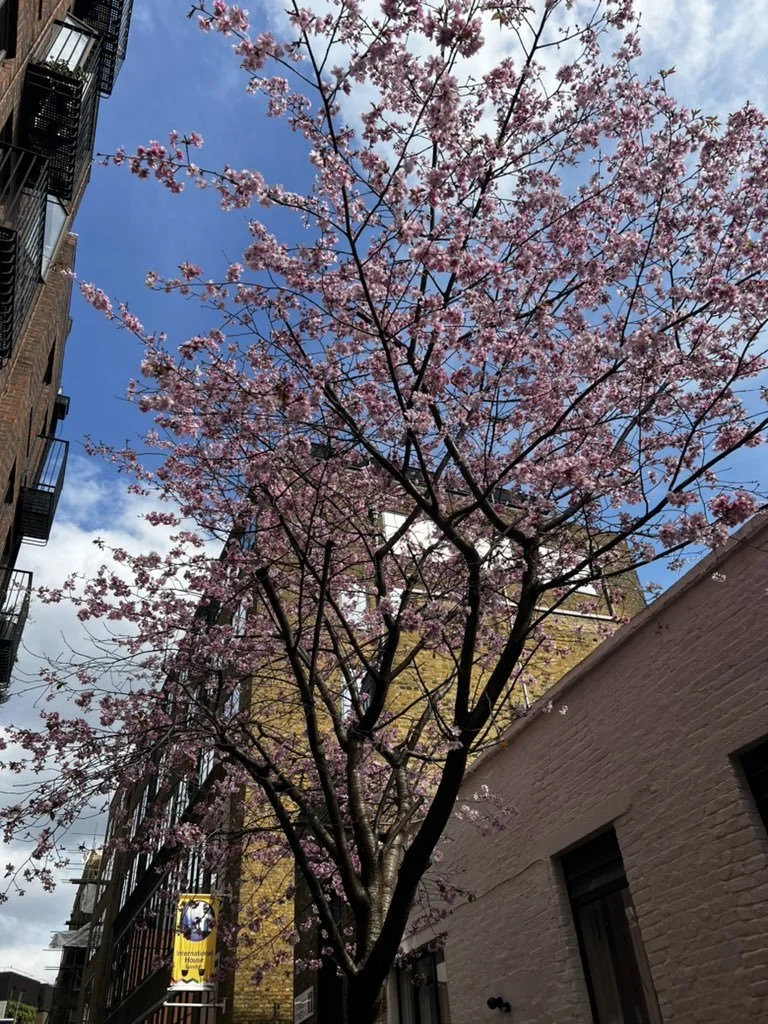 London Blossoms 