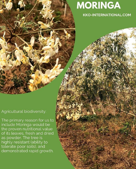 Integrating Moringa