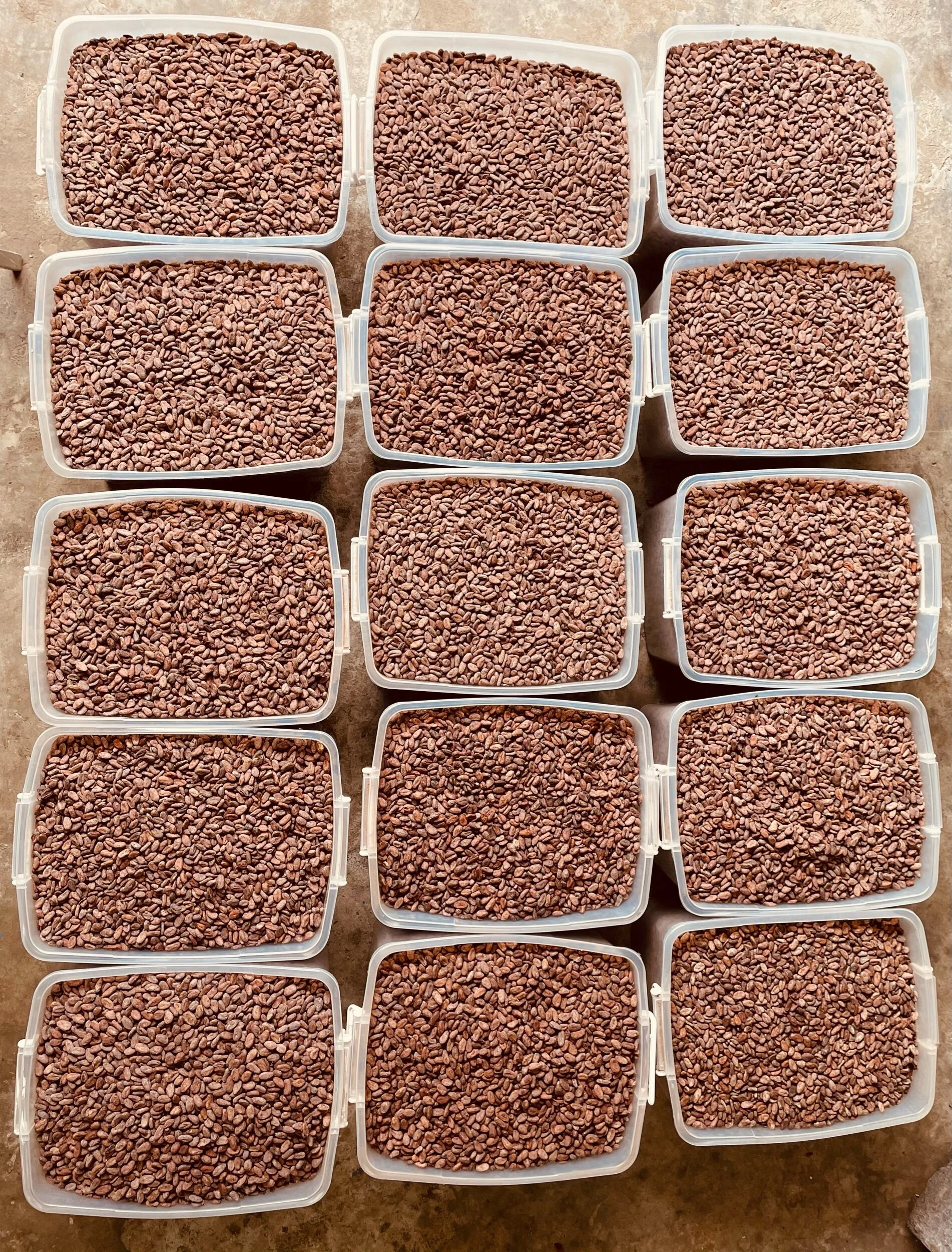 Fèves sont triés a l’usine